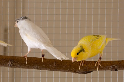 what birds do canaries get along with?