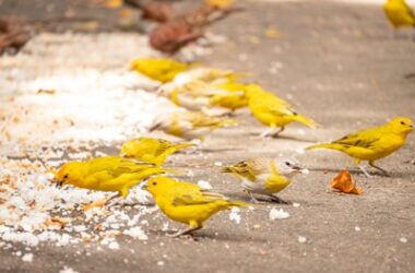 what can you not feed canaries?