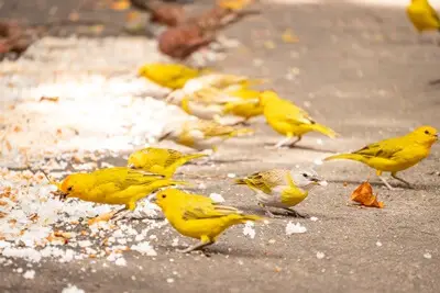 what can you not feed canaries?