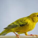 what causes a canary to stop singing?