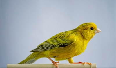 what causes a canary to stop singing?