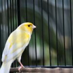 what causes air sac mites in canaries?