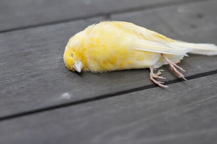 what causes canaries to die?