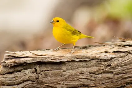 what causes egg binding in canaries?