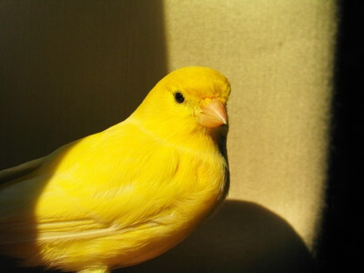 what colors are canaries?