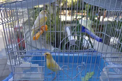 what do canaries do when they are scared?