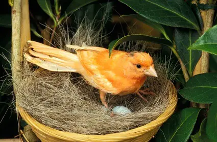 what do canaries need to make a nest?