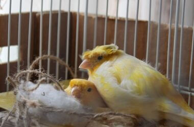what do canaries use for nesting?