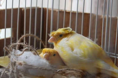 what do canaries use for nesting?