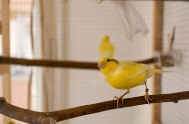 what do canary sounds mean?