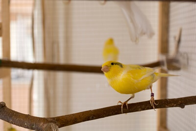 what do canary sounds mean?