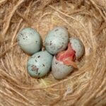 what do fertile canary eggs look like?