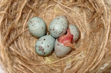 what do fertile canary eggs look like?
