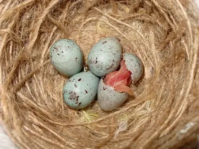 what do fertile canary eggs look like?