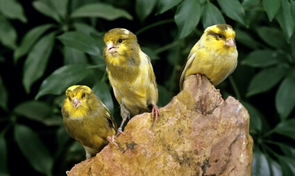 what do yorkshire canaries look like?