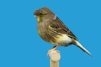 what does a gloster canary look like?