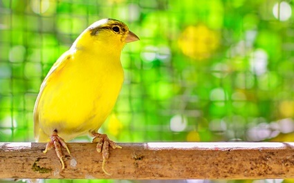 what does a molting canary look like?