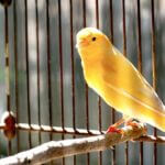 what does an egg bound canary look like?