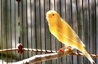 what does an egg bound canary look like?