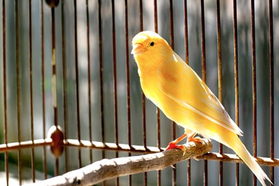 what does an egg bound canary look like?