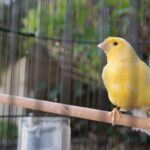 what does it mean when canaries puff up?