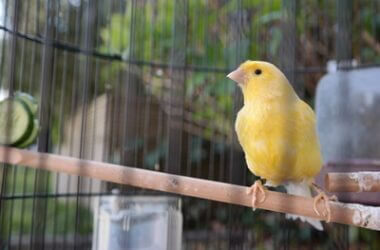 what does it mean when canaries puff up?
