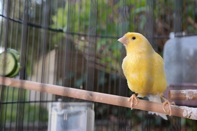 what does it mean when canaries puff up?