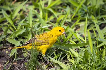 what foods are poisonous to canaries?