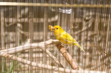 what fruit can canaries eat?