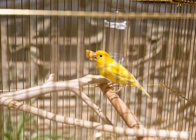 what fruit can canaries eat?