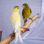what human food can you feed canaries?