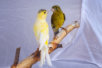 what human food can you feed canaries?