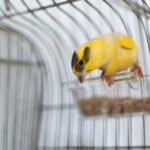 what is the best size cage for a canary?