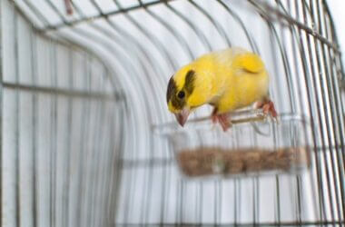 what is the best size cage for a canary?