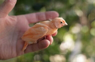 what to feed canary babies