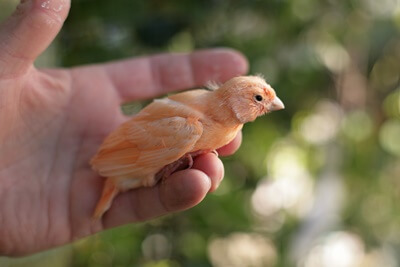 what to feed canary babies