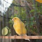 what vegetables can canaries eat?