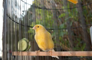 what vegetables can canaries eat?