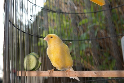 what vegetables can canaries eat?