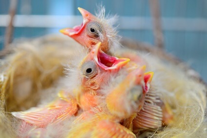 when can I feed a baby canary?