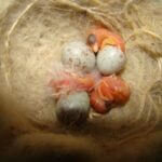 when can baby canaries leave their parents?