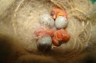 when can baby canaries leave their parents?