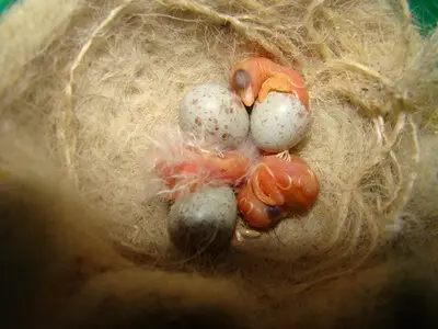when can baby canaries leave their parents?