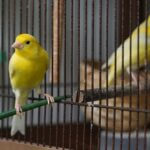 when do canaries start singing?