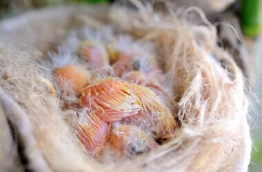 why are my baby canaries dying?