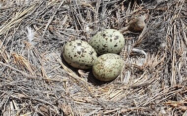 why canary eggs don't hatch