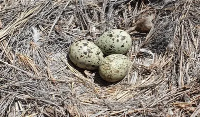 why canary eggs don't hatch