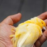 why did my canary die?