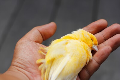 why did my canary die?