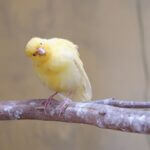 why do canaries lose feathers?